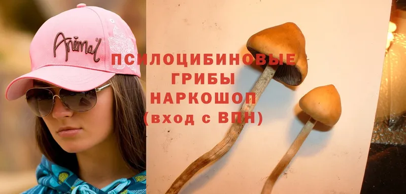 кракен ссылки  Тобольск  Галлюциногенные грибы Magic Shrooms  что такое  